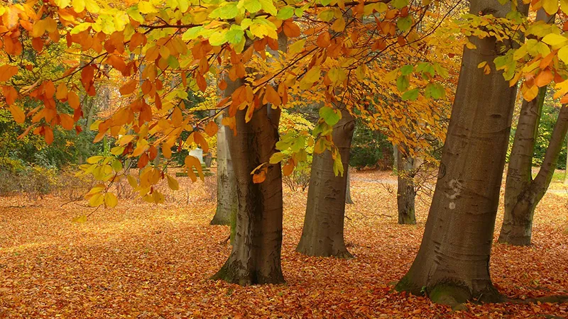 featured image