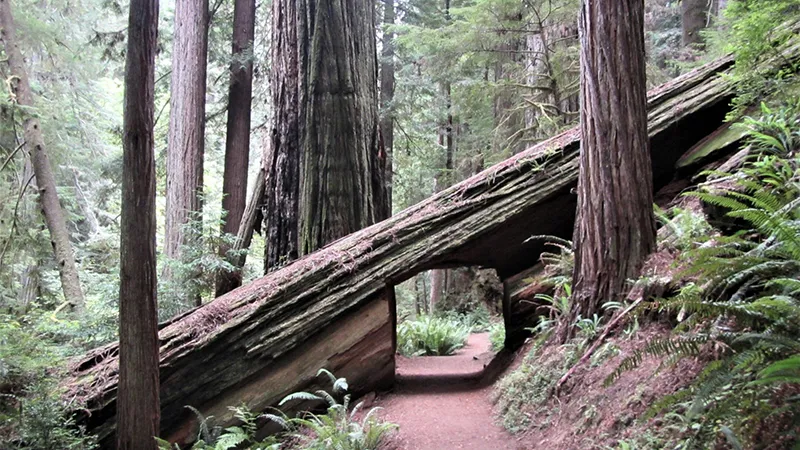 Karl Knapp Foothill Trail