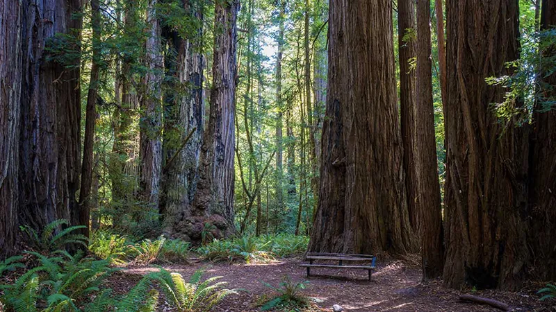Tall Trees Grove