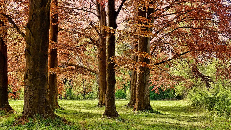 featured image