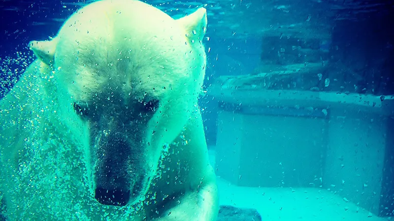 Lincoln Park Zoo