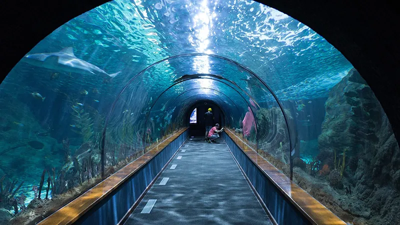 Shedd Aquarium