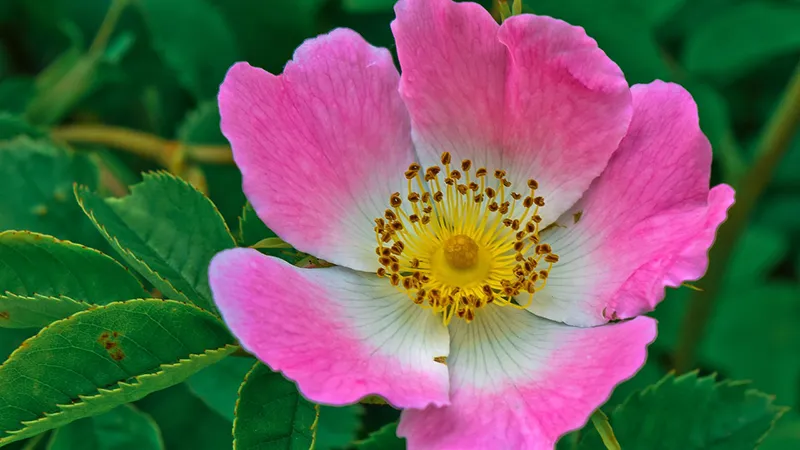 featured image